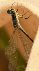 Ischnura denticollis