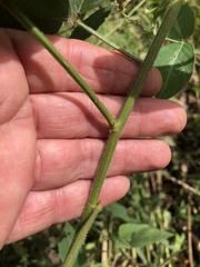 Desmodium illinoense
