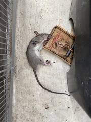 Rattus