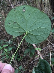 Menispermum canadense