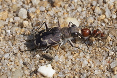 Cicindela tranquebarica