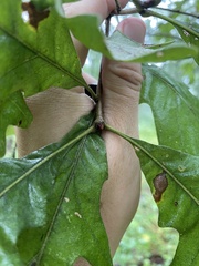 Quercus stellata