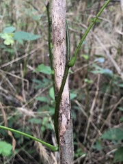 Menispermum canadense