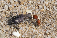 Cicindela tranquebarica