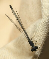 Ischnura denticollis