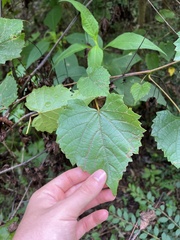 Vitis vulpina