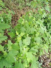 Chenopodium ucrainicum