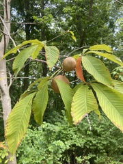 Aesculus glabra