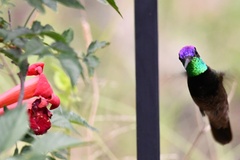 Eugenes fulgens