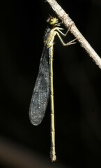 Ischnura denticollis