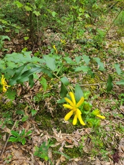 Silphium asteriscus