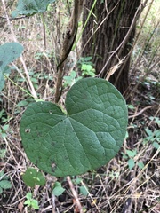 Menispermum canadense