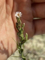 Symphyotrichum subulatum