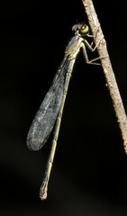 Ischnura denticollis