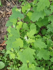 Chenopodium ucrainicum