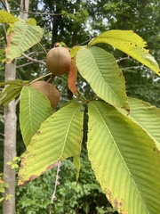 Aesculus glabra
