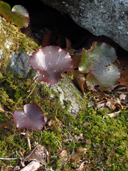 Galax urceolata