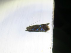 Strobisia proserpinella