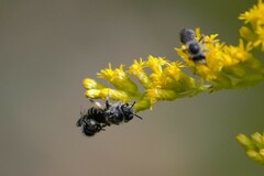 Callandrena