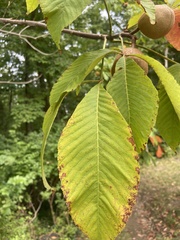 Aesculus glabra