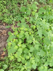 Chenopodium ucrainicum