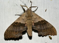 Pachysphinx modesta