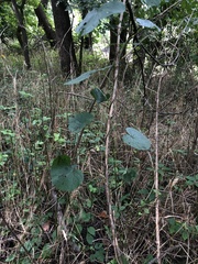 Menispermum canadense