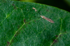 Gonomyia
