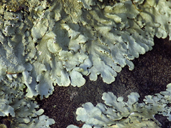 Flavoparmelia baltimorensis