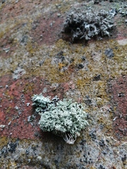 Evernia prunastri