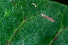 Gonomyia