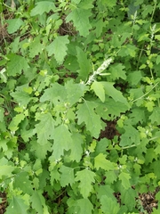 Chenopodium ucrainicum
