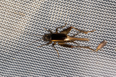 Gryllidae