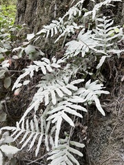Polypodium scouleri