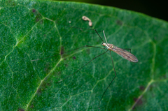 Gonomyia