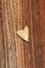 Glaphyria sesquistrialis