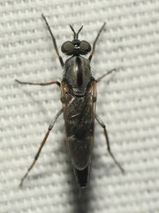 Ozodiceromyia