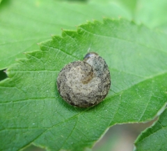 Tenthredinoidea