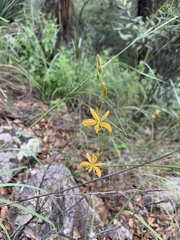 Echeandia flavescens