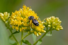 Callandrena