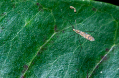 Gonomyia