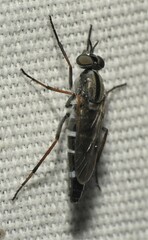 Ozodiceromyia