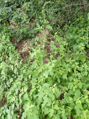 Chenopodium ucrainicum