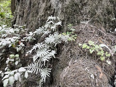 Polypodium scouleri