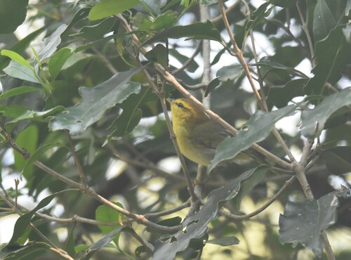Yellow-throated Woodland Warbler (Phylloscopus ruficapilla), photo 9
