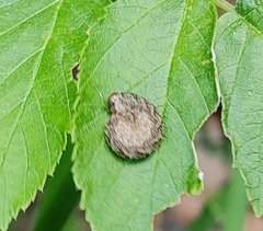 Tenthredinoidea