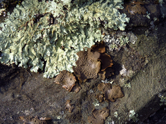 Flavoparmelia baltimorensis