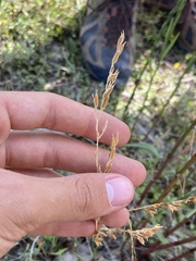 Schenkia spicata