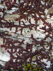 Frullania