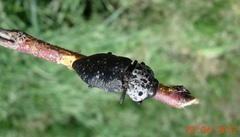 Capnodis tenebrionis